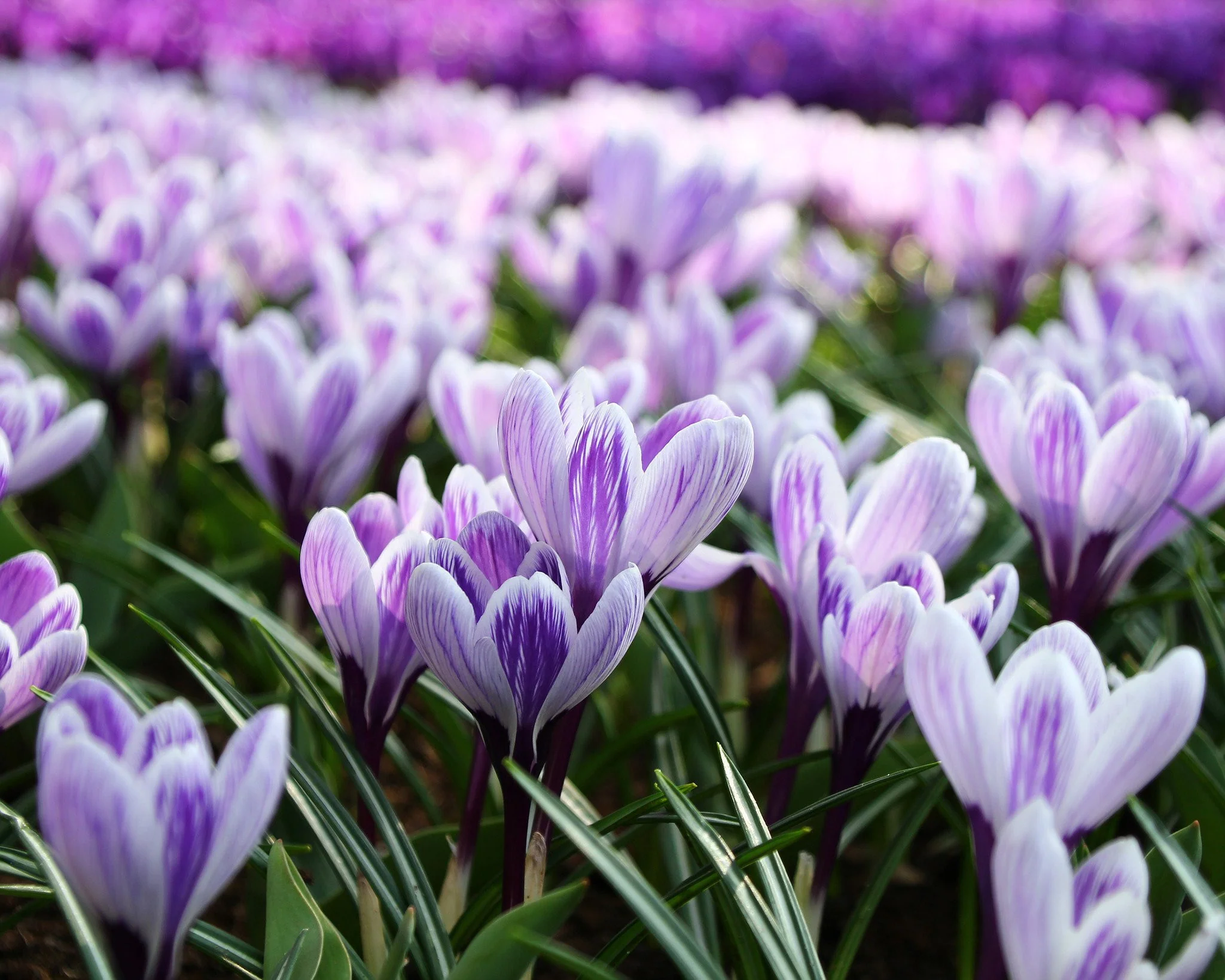 Crocus 'Pickwick' - Image 4