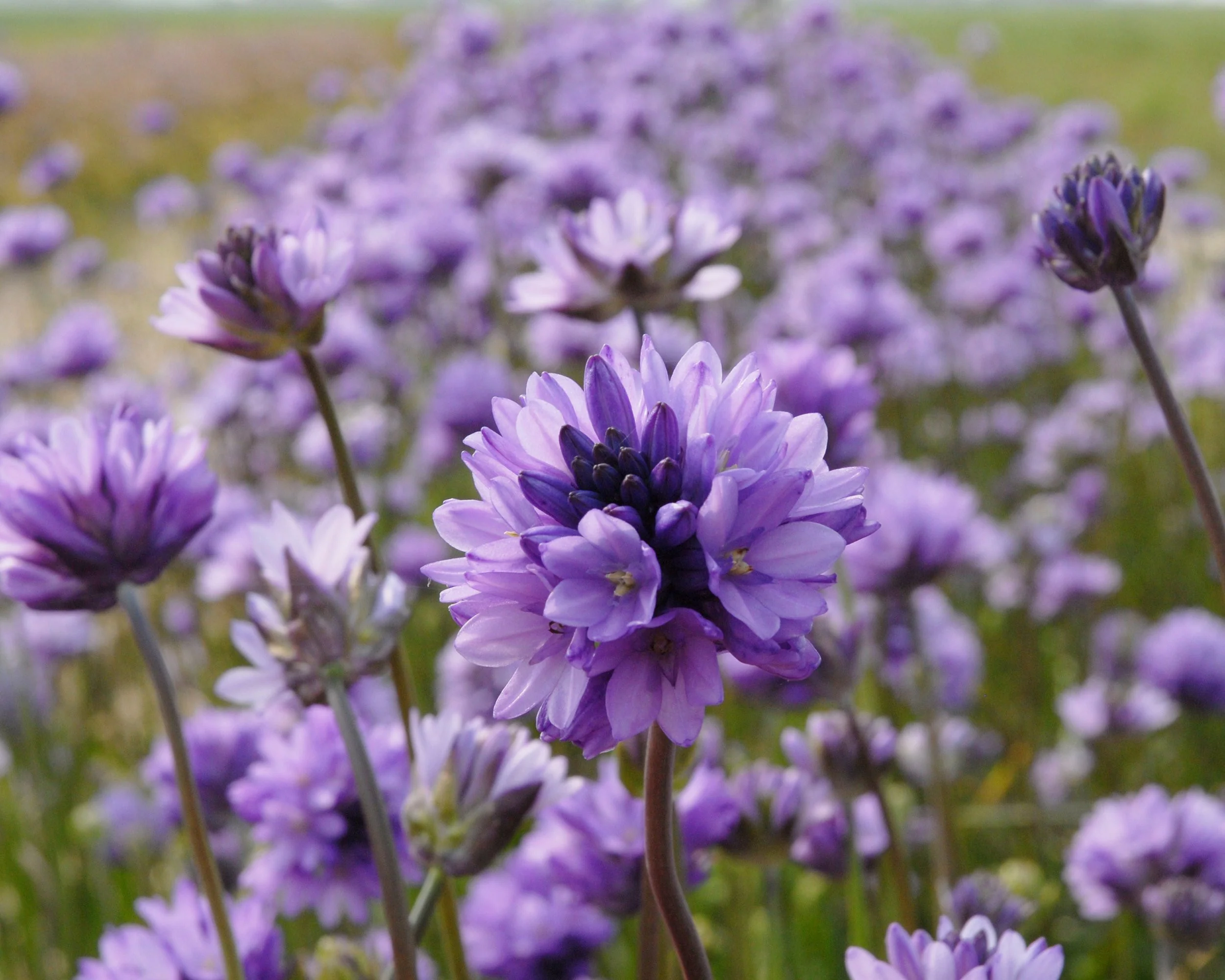 Dichelostemma congestum - Image 6
