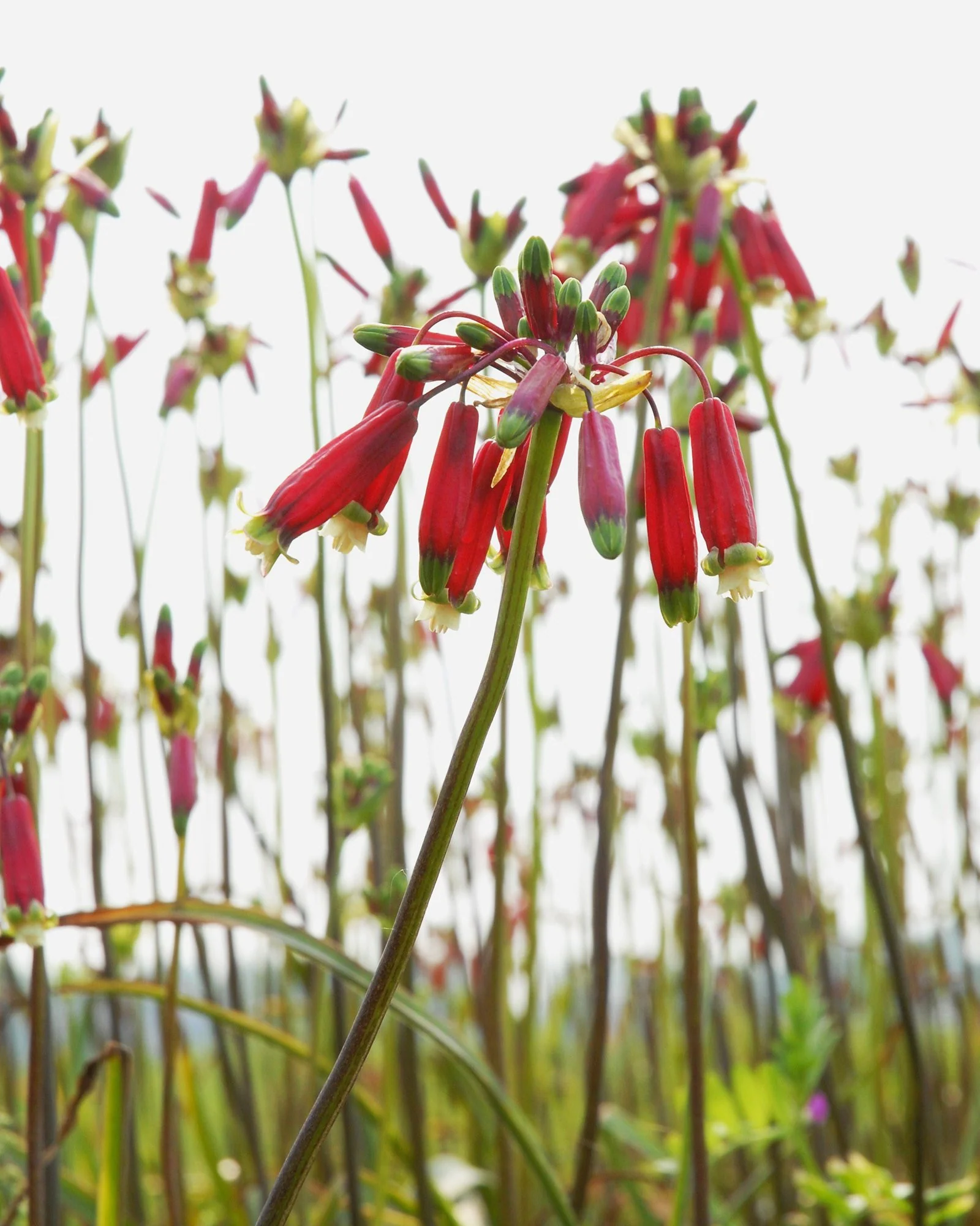 Dichelostemma ida-maia - Image 5